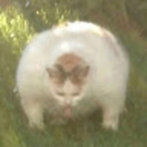 Meet your Posher, Jaylene